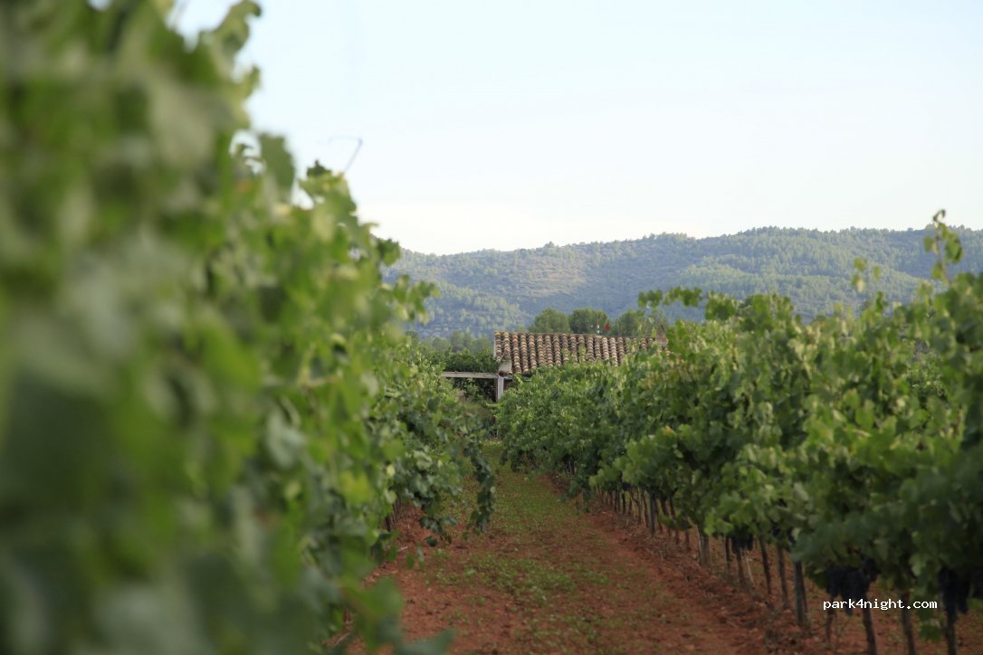 Bodega Les Useres — foto 3