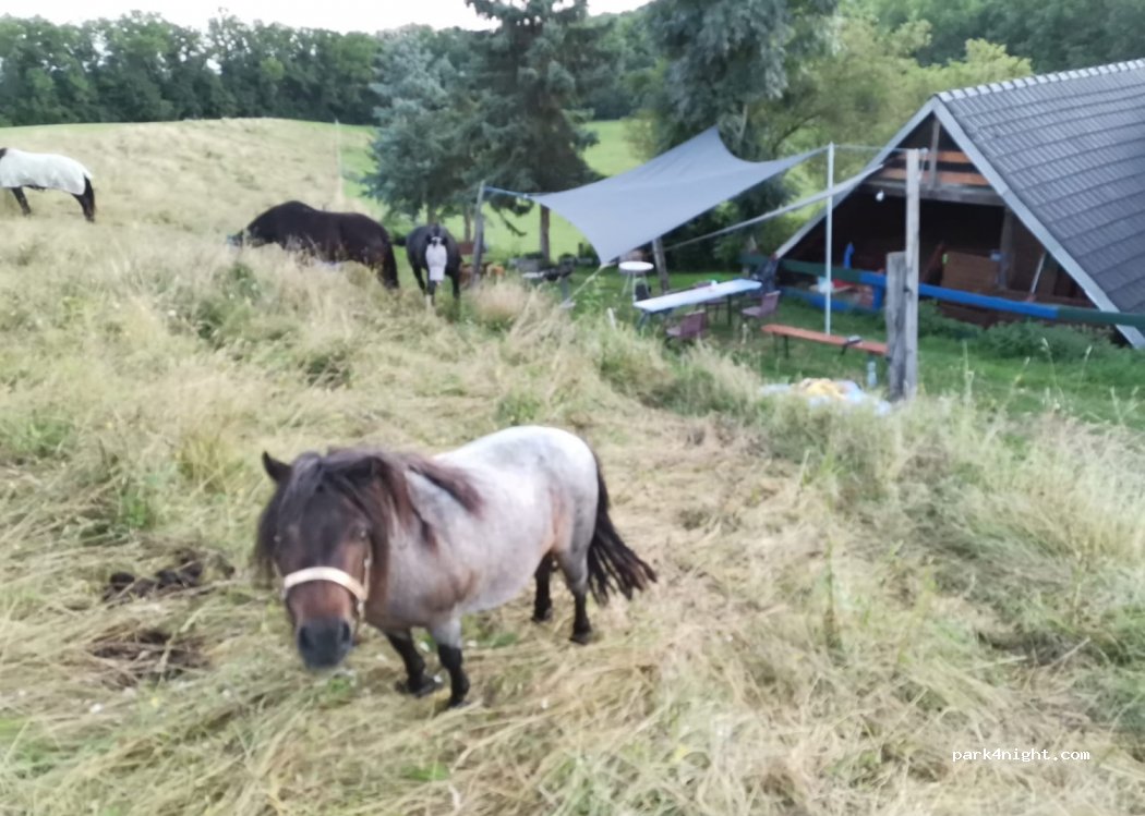 Bauernhof "Natur pur mit Kultur" — foto 2