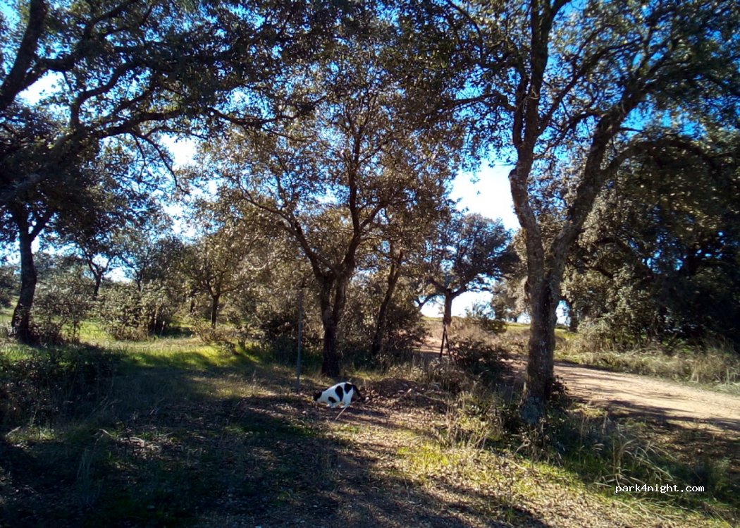 (06893) San Pedro de Mérida - A-5 — foto 2