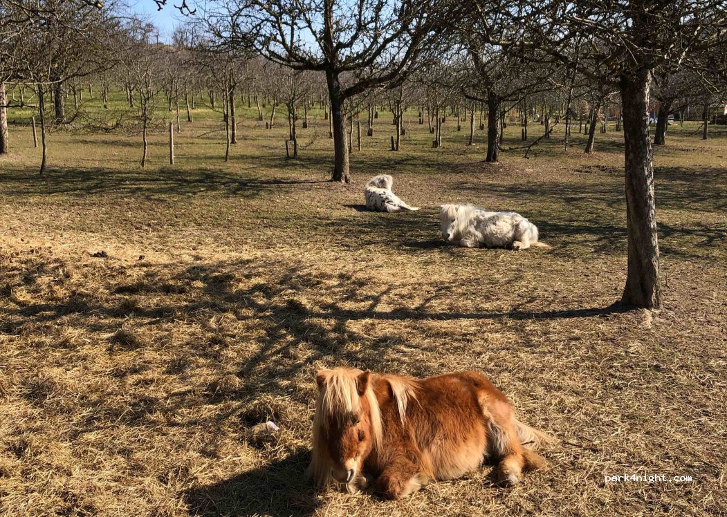 Campingstellplätze am Obsthof Moll — foto 2