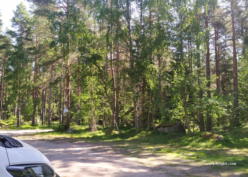 (27340) Kyhkärännokka - — foto 4