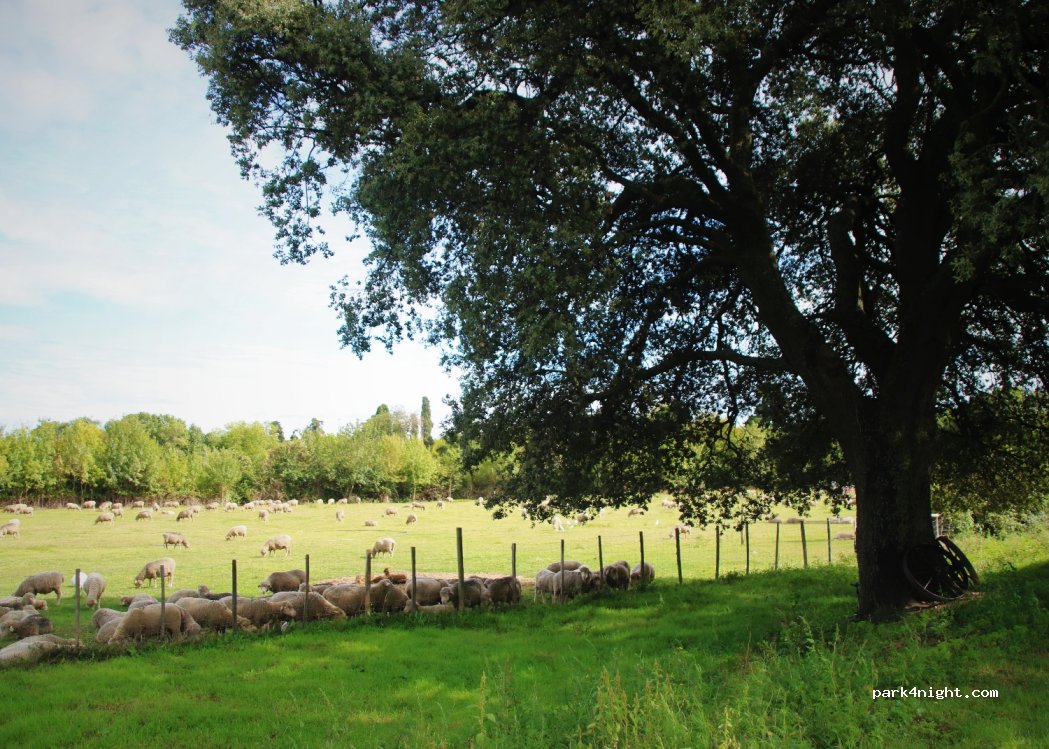 Le bosquet d'estagel — foto 3