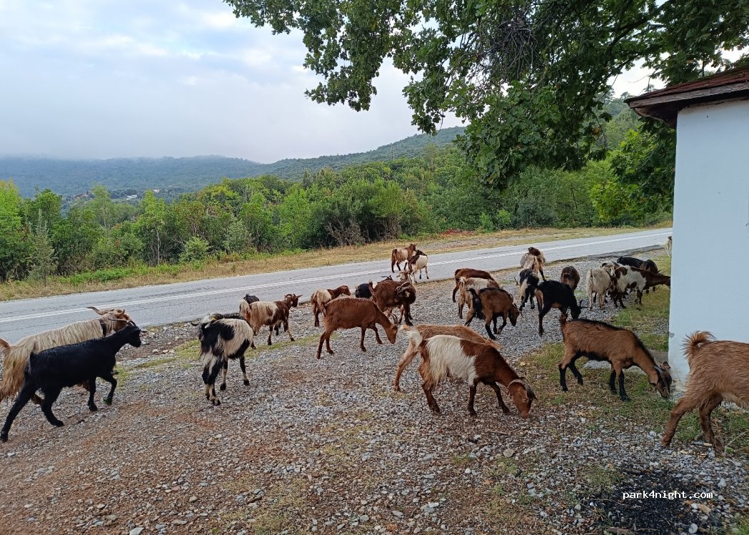 (601 00) Petra - Epar. Od. Katerinis-Petras — foto 3