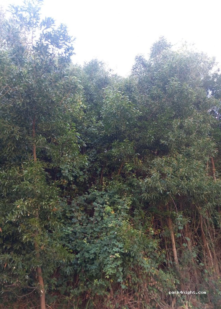 (4430-685) Vila Nova de Gaia - 15 Vereda da Fontinha — foto 2