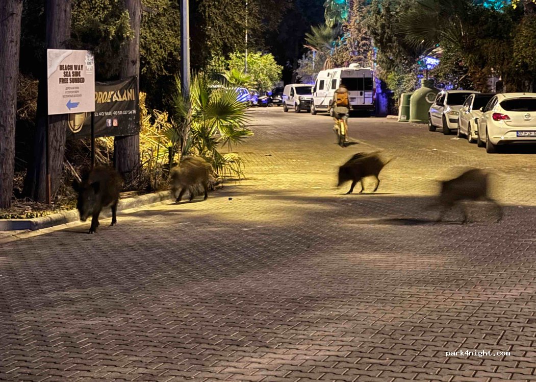 (48700) Muğla - 4 250. Sokak — foto 4