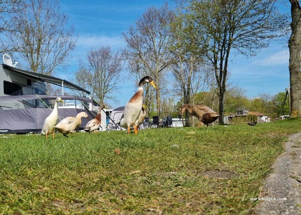 Camping den Osse — foto 3