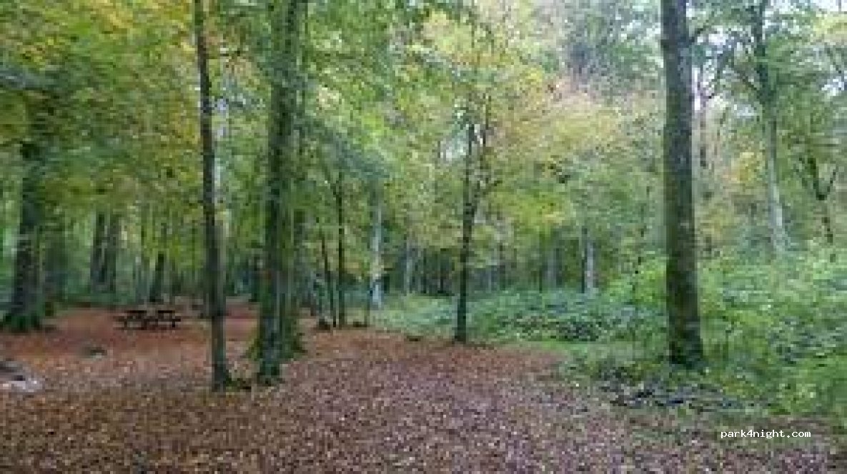 (80150) Crécy-en-Ponthieu - Rte Forestière de Bernay À Domvast — foto 3