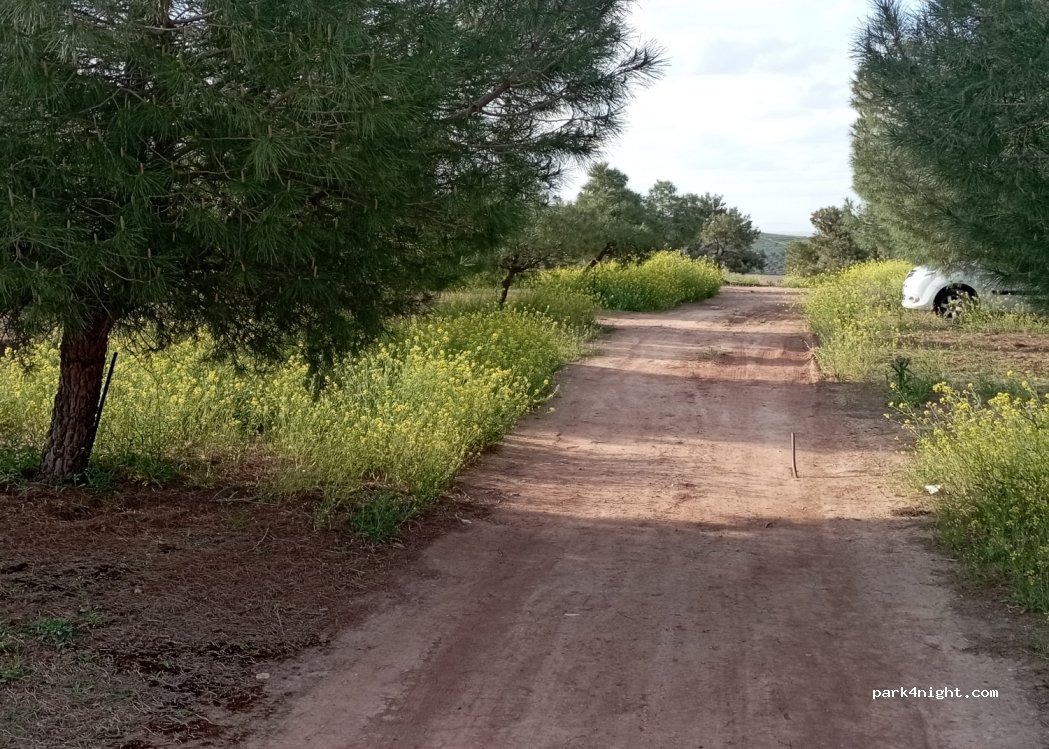 (13600) Alcázar de San Juan - Unnamed Road — foto 4
