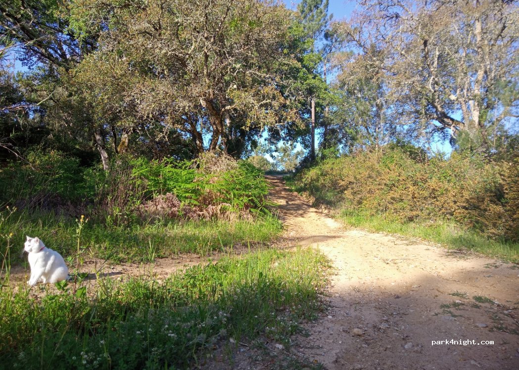 (2970-643) Santana - — foto 3