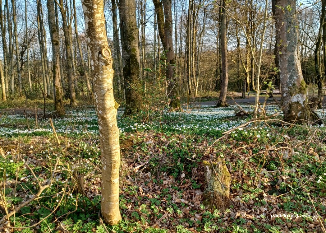 (7300) Jelling - Jelling Skovvej — foto 5