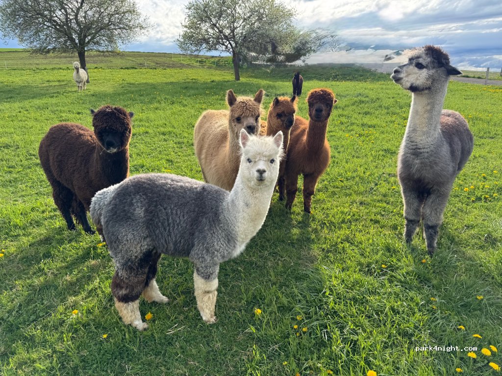 La Ferme des Alpagas de Dompierre ! — foto 5
