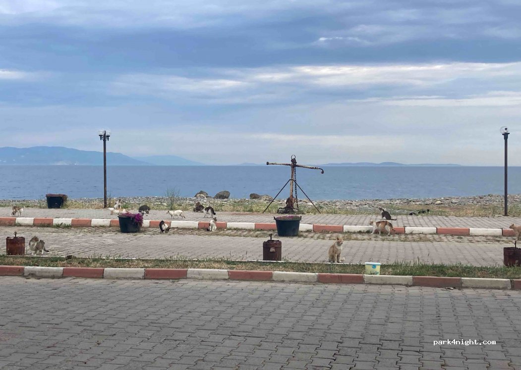 (59570) Şarköy - Hoşköy İç Yolu — foto