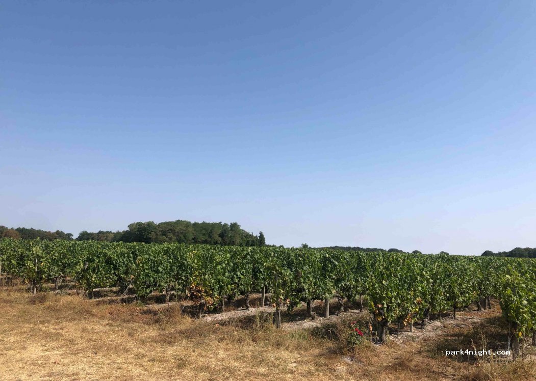 Château La Branne — foto 2