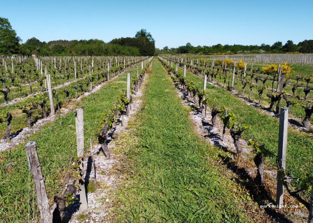 Château La Branne — foto 4