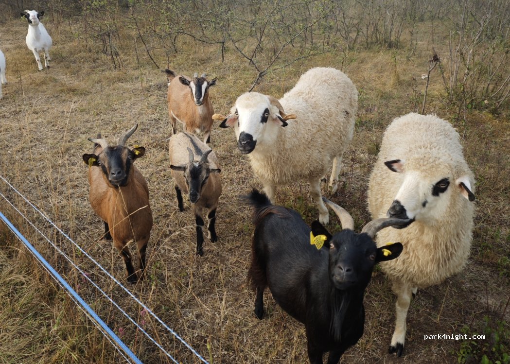 Domaine de l'Epine Noire — foto 4