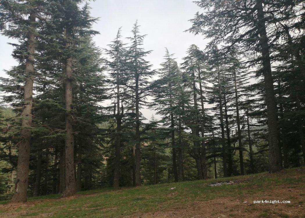 (01500) Adana - — foto