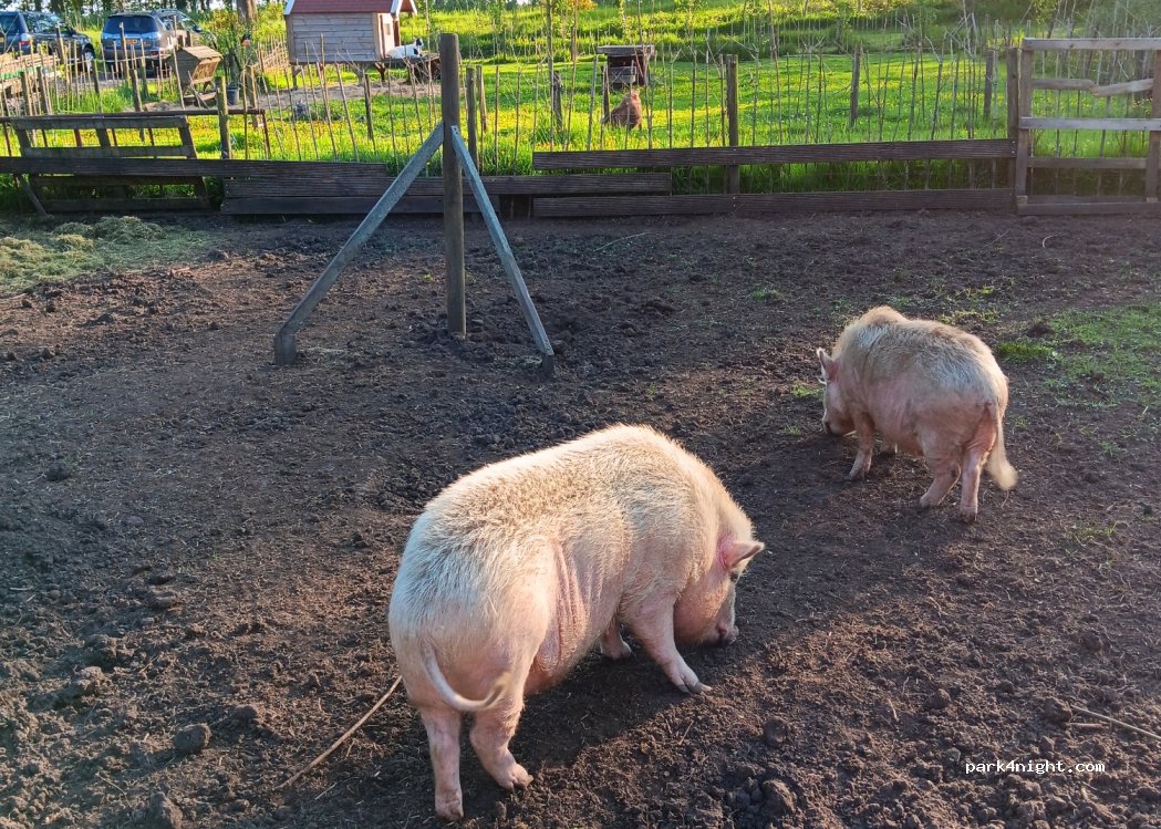 PUUR Natuurlijk Camping en Bed and Breakfast — foto 4