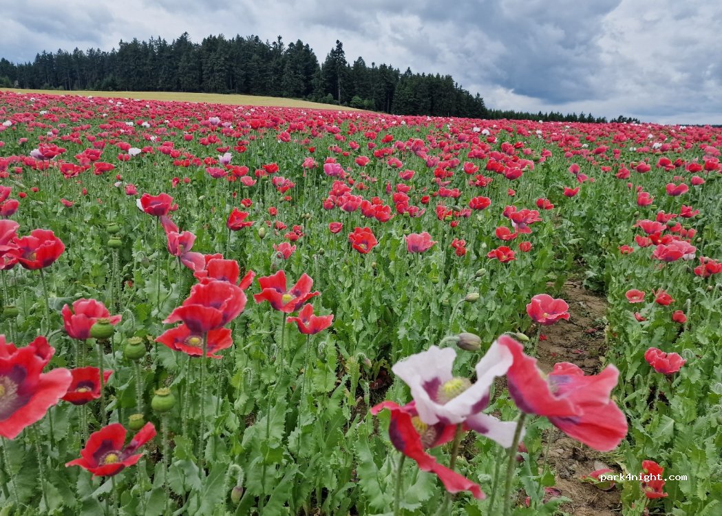 (3525) Armschlag - — foto 3