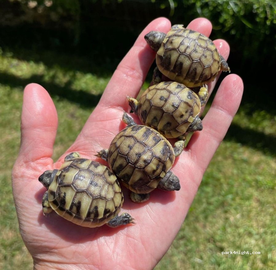 Turtle Farm Albania — foto 5