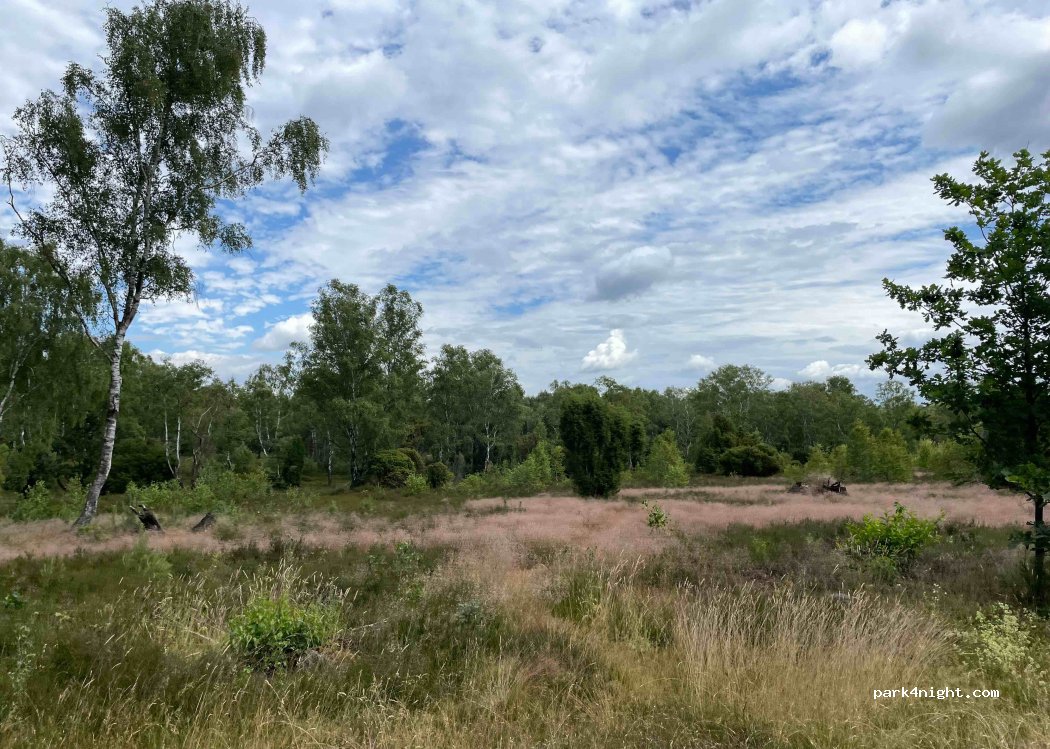 (29365) Sprakensehl - Unnamed road — foto