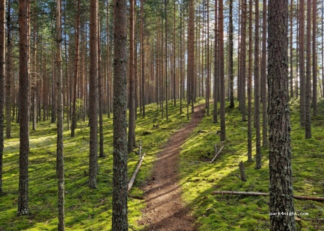 Ravintola Valkealampi — foto 3