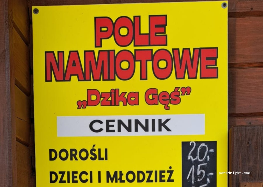 Dzika Gęś — foto 3