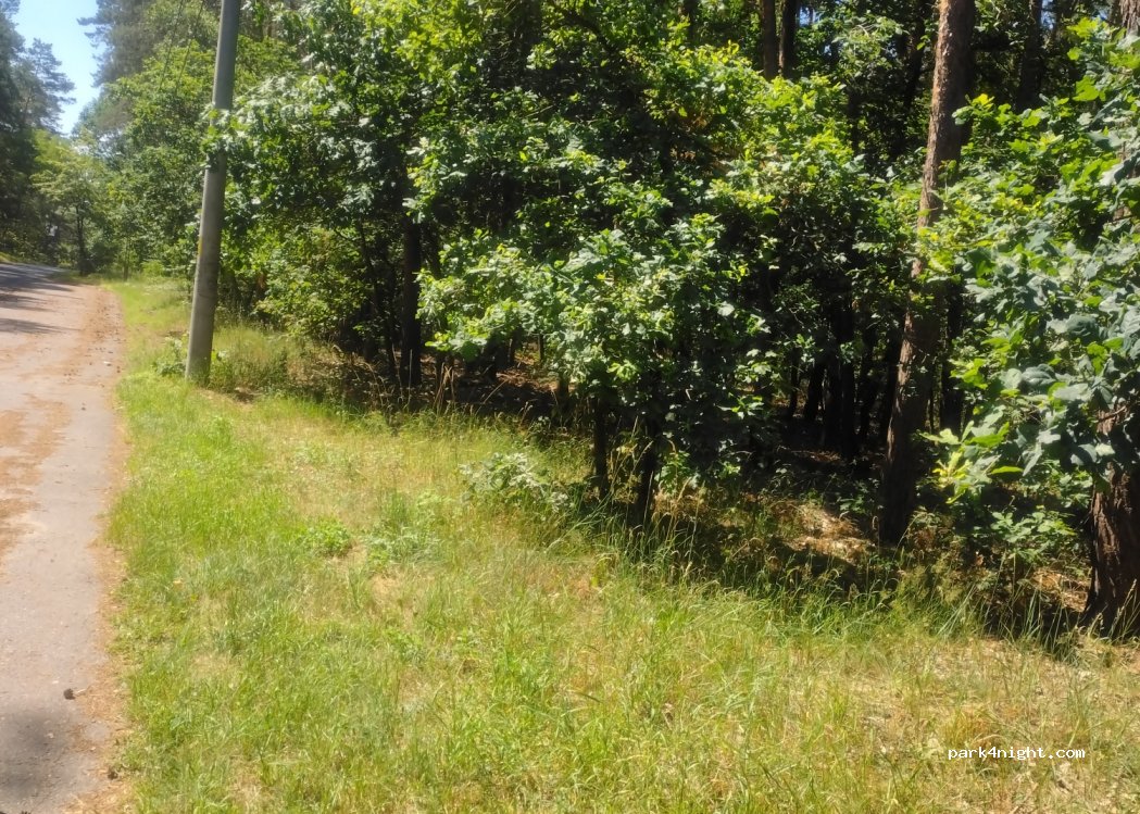 (63-020) Zaniemyśl - 1A Leśna — foto 2