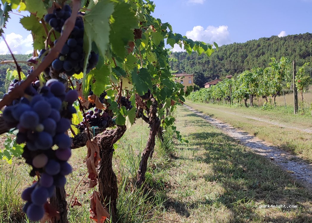Villa Pierotti - Bagneschi Agriturismo — foto 5
