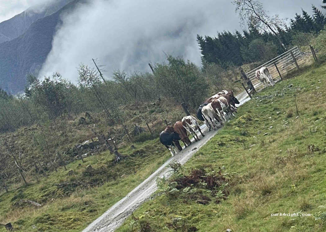 () Fjærland - — foto 5
