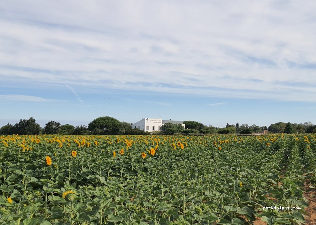 (17137) Nieul-sur-Mer - Unnamed road — foto
