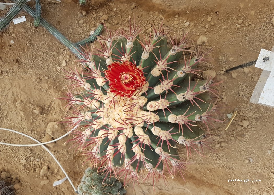 Cactuseraie de Creisméas — foto 4