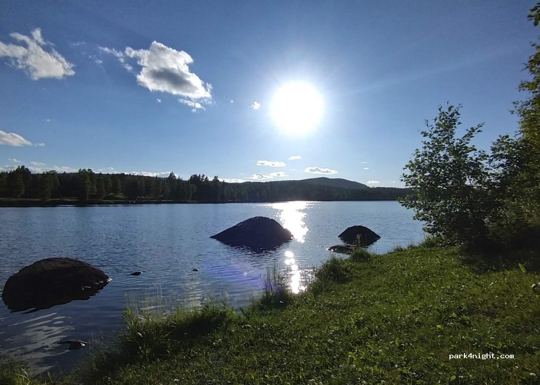 (790 22) Sågmyra - — foto