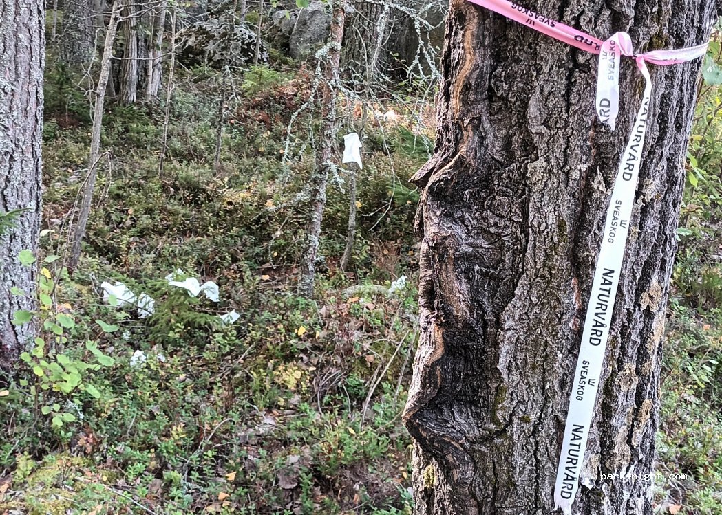 (790 70) Rättvik - Unnamed road — foto 3