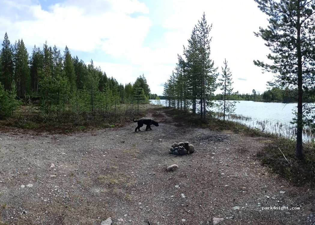 (924 92) Blattnicksele - — foto 2