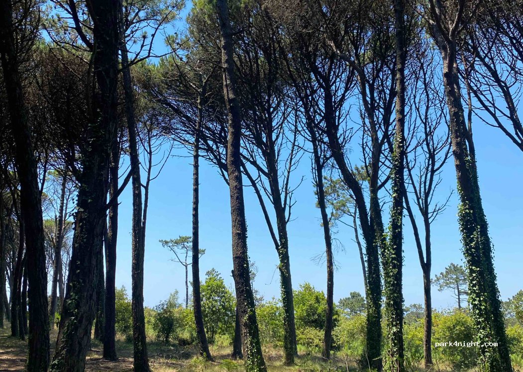 (3080) Figueira da Foz - — foto
