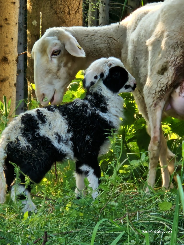 Wohlfühloase am Trausdorfberg — foto 3