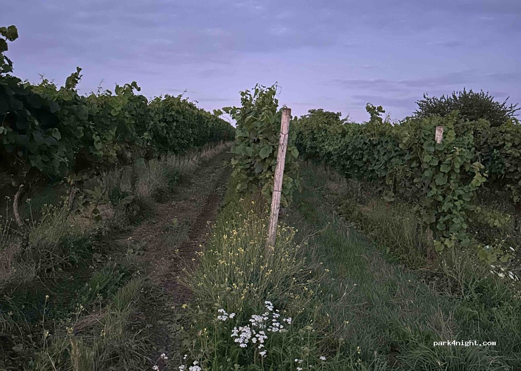(55270) Schwabenheim an der Selz - L428 — foto 4
