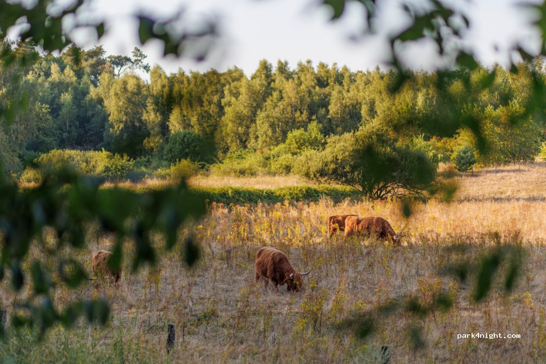 Camping Huttopia De Meinweg — foto 3