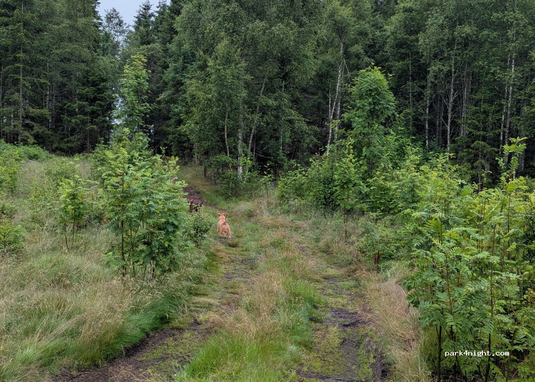 (523 91) Strängsered - — foto 3