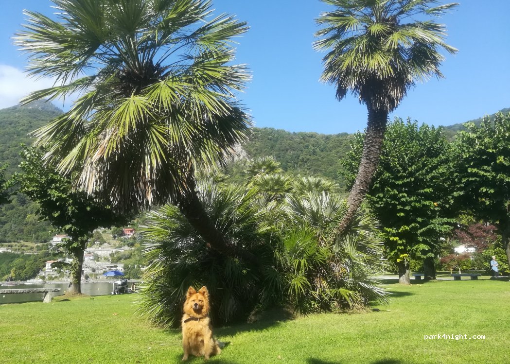 Camping lido Cannero — foto 3