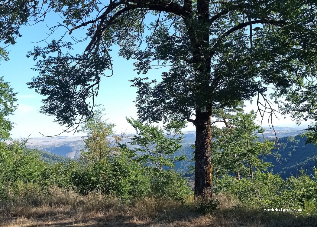 (48150) Saint-Sauveur-Camprieu - Chemin GR 6 — foto