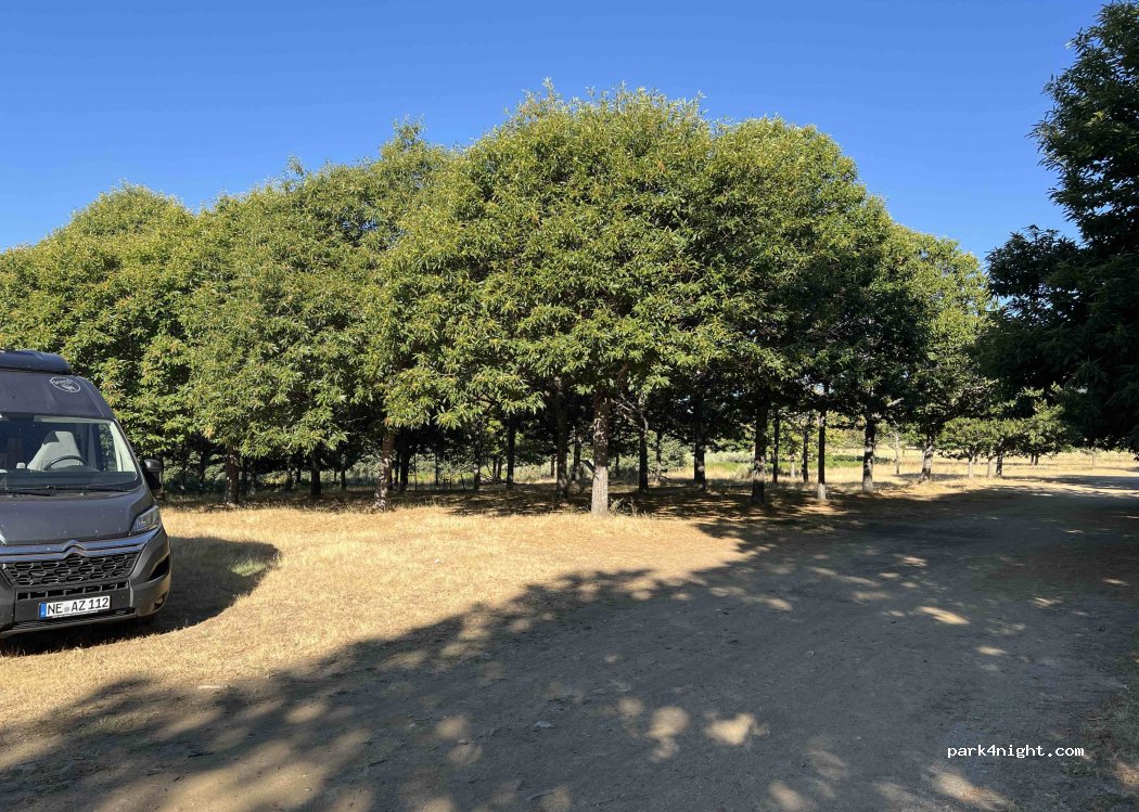 (49358) San Justo - 1 Diseminado Rabano Sanabria — foto 4