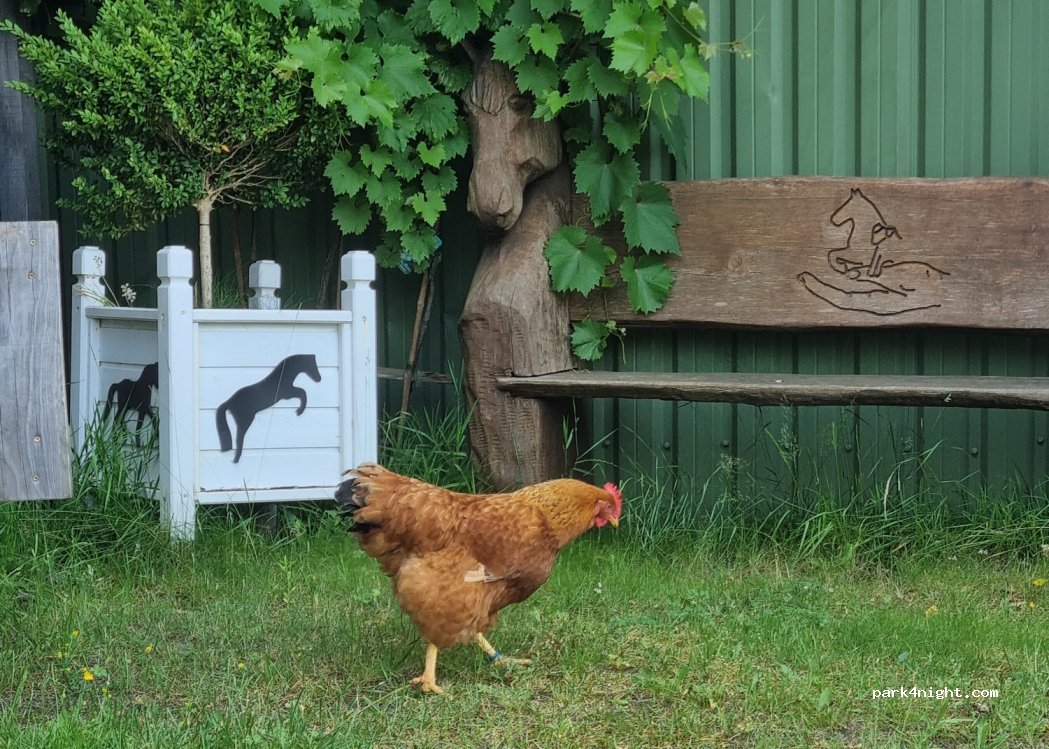 Stellplatz auf dem Pferdehof Albrecht in Dannewerk — foto 4