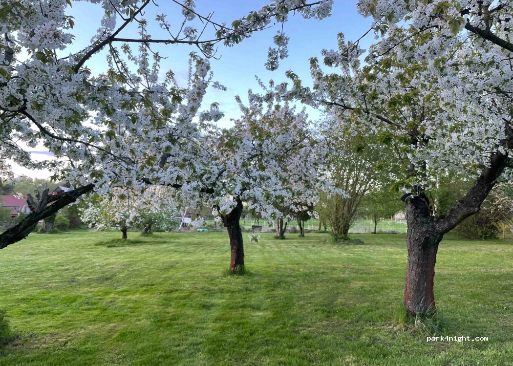 (14550) Groß Kreutz (Havel) - Am Park 9 — foto 4