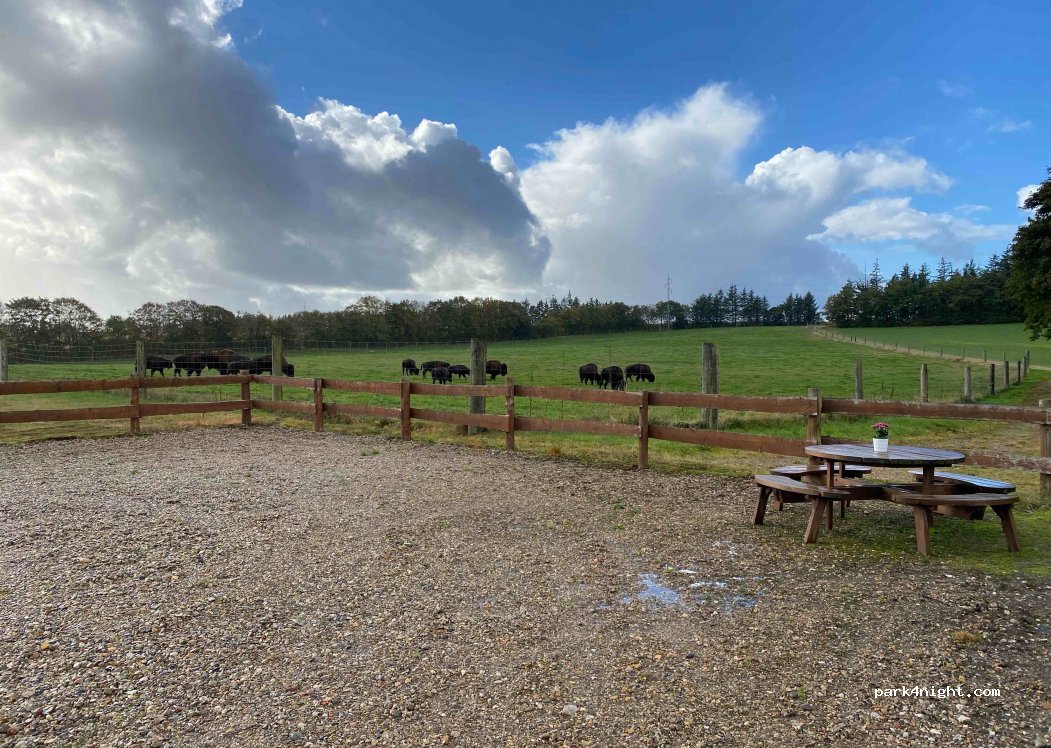 Randeris Bison — foto 2