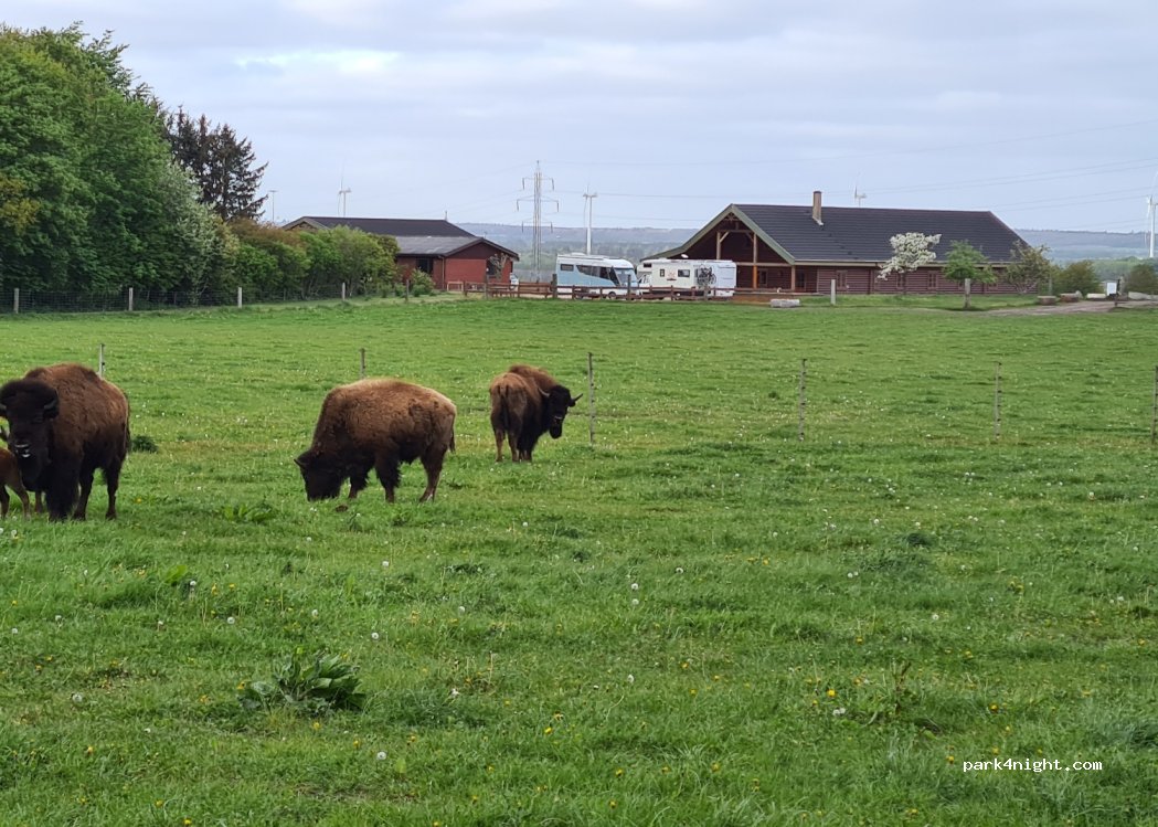Randeris Bison — foto 3