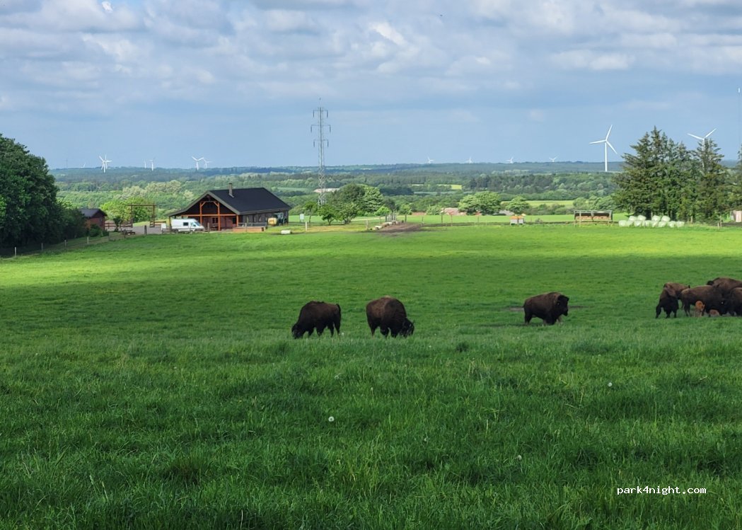 Randeris Bison — foto 4