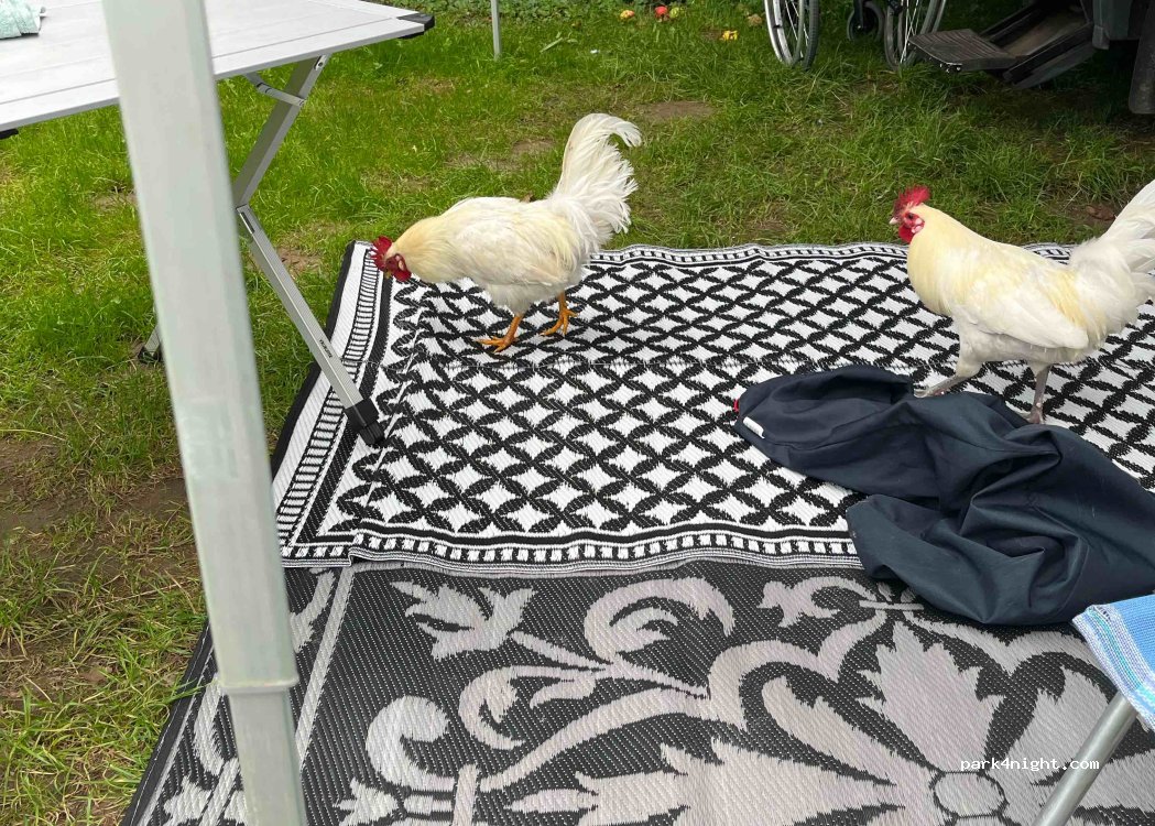 Kampeerboerderij De Tienmorgen — foto 2