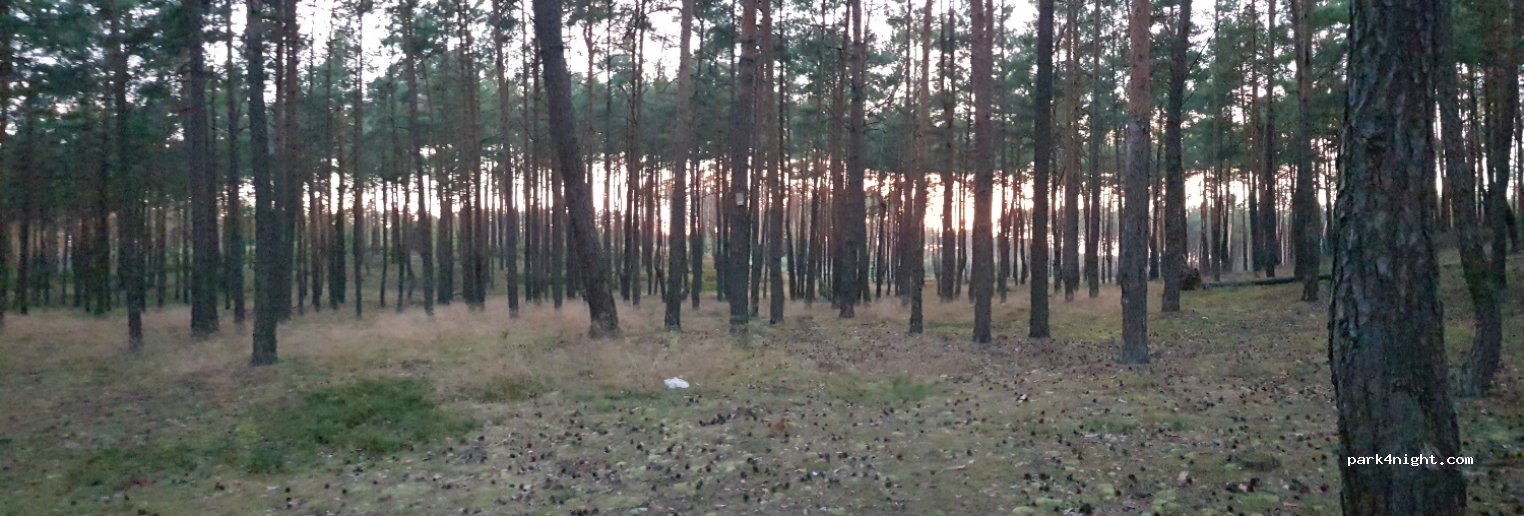 Nad Białym. pole namiotowe leśne — foto 3