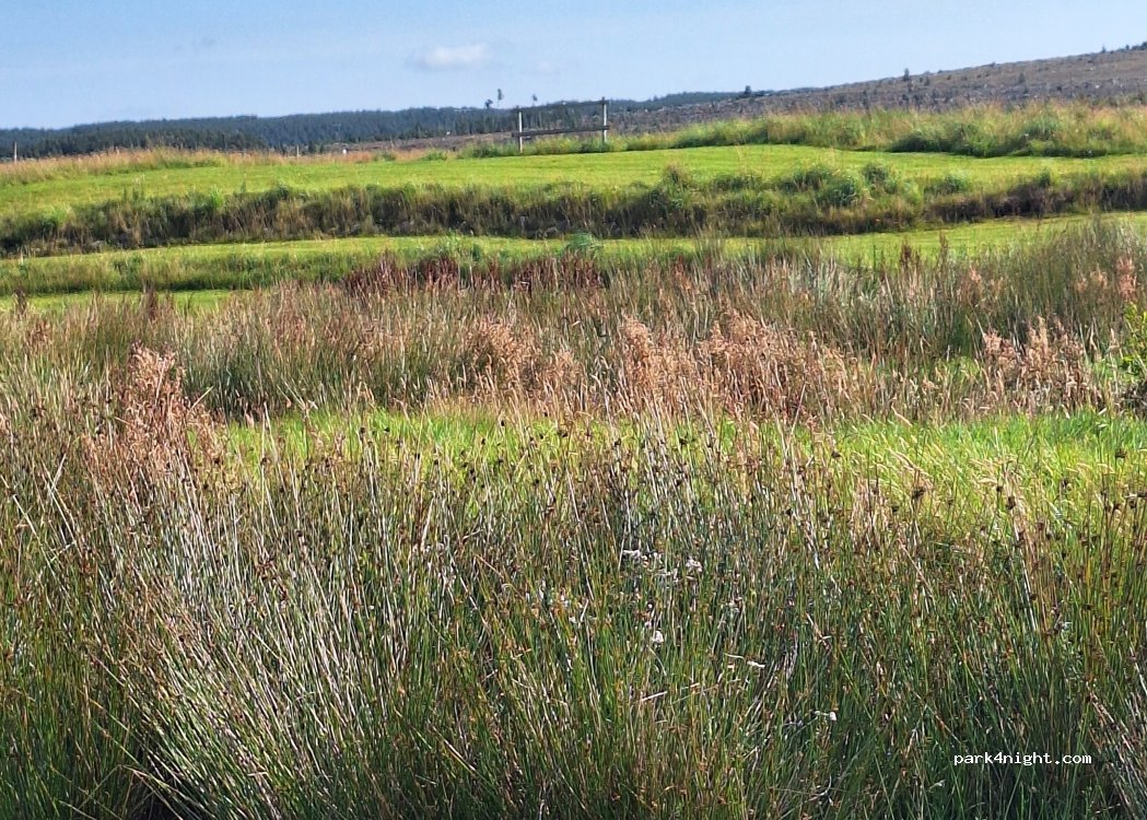 Pondside Camping & Accommodation — foto 5